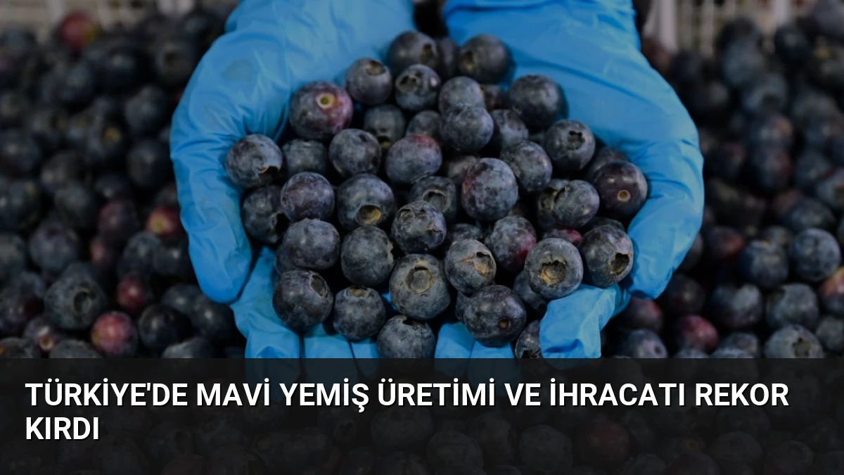 Türkiye’de Mavi Yemiş Üretimi ve İhracatı Rekor Kırdı