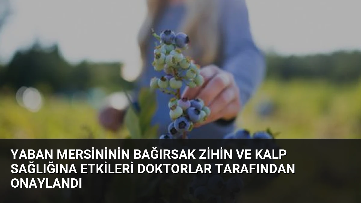 Yaban Mersininin Bağırsak Zihin ve Kalp Sağlığına Etkileri Doktorlar Tarafından Onaylandı