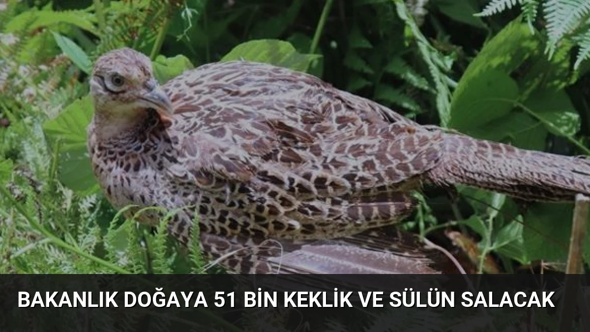 Bakanlık Doğaya 51 Bin Keklik ve Sülün Salacak
