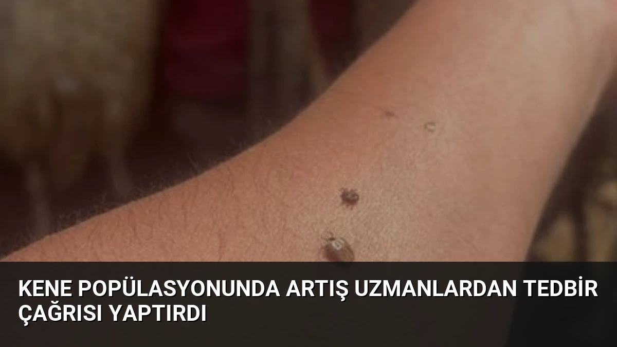 Kene Popülasyonunda Artış Uzmanlardan Tedbir Çağrısı Yaptırdı