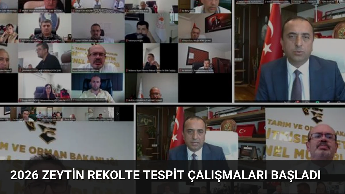 2026 Zeytin Rekolte Tespit Çalışmaları Başladı
